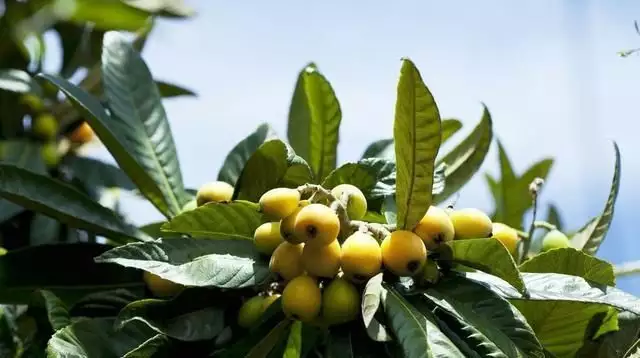 农广天地枇杷种植技术