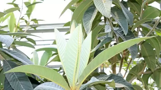 农广天地枇杷种植技术