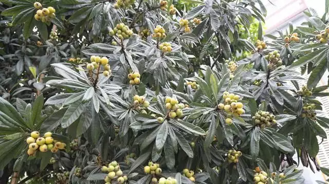 农广天地枇杷种植技术