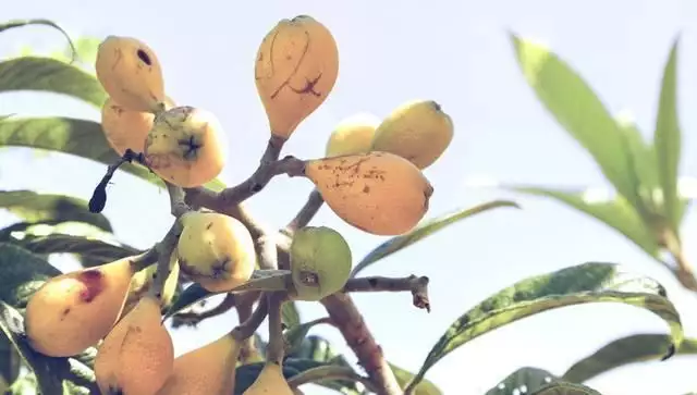 农广天地枇杷种植技术