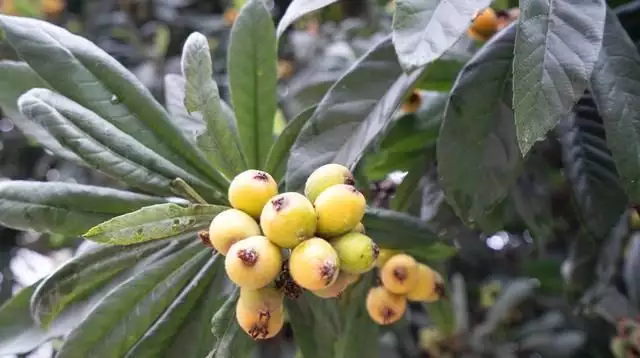 农广天地枇杷种植技术