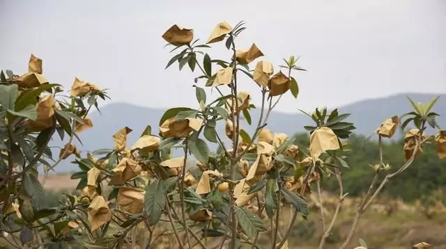 农广天地枇杷种植技术