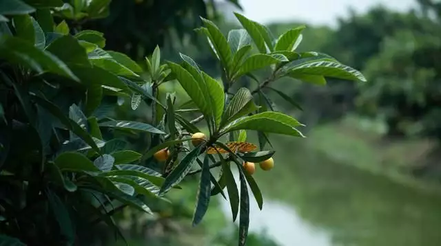 农广天地枇杷种植技术