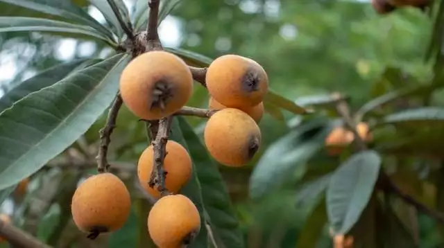 农广天地枇杷种植技术