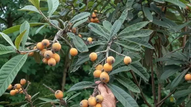 农广天地枇杷种植技术