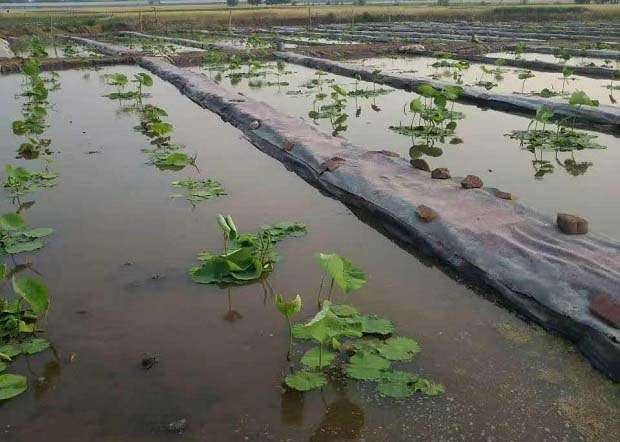 水田莲藕种植技术视频