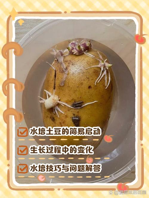 夏季马铃薯的种植技术