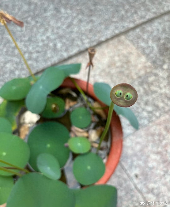 碗莲的无土种植方法