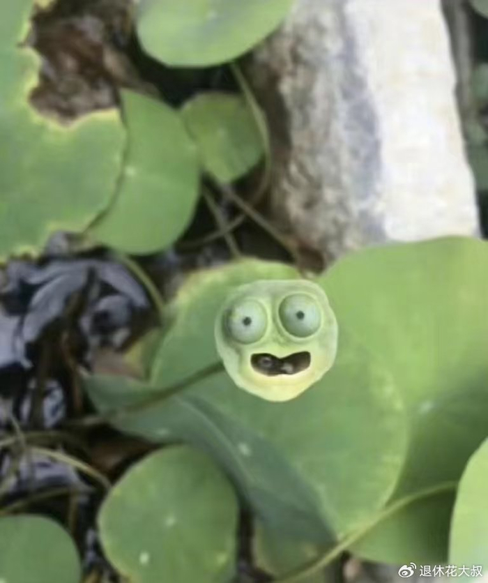 碗莲的无土种植方法