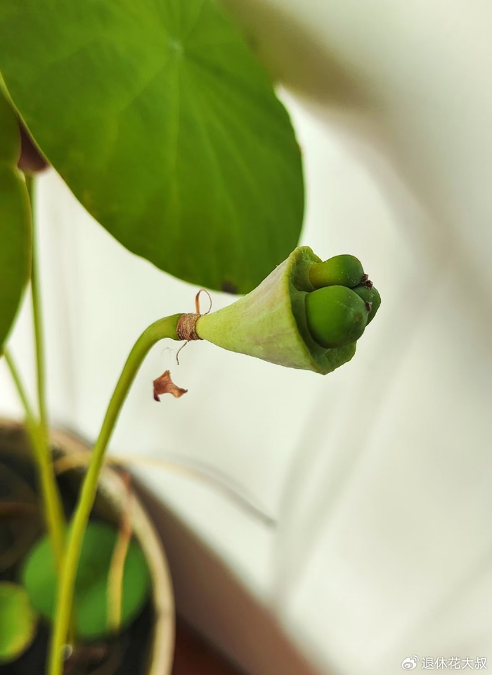 碗莲的无土种植方法