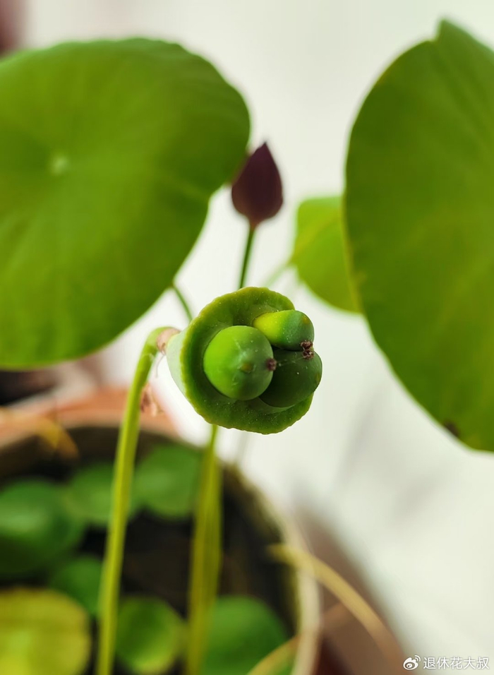 碗莲的无土种植方法