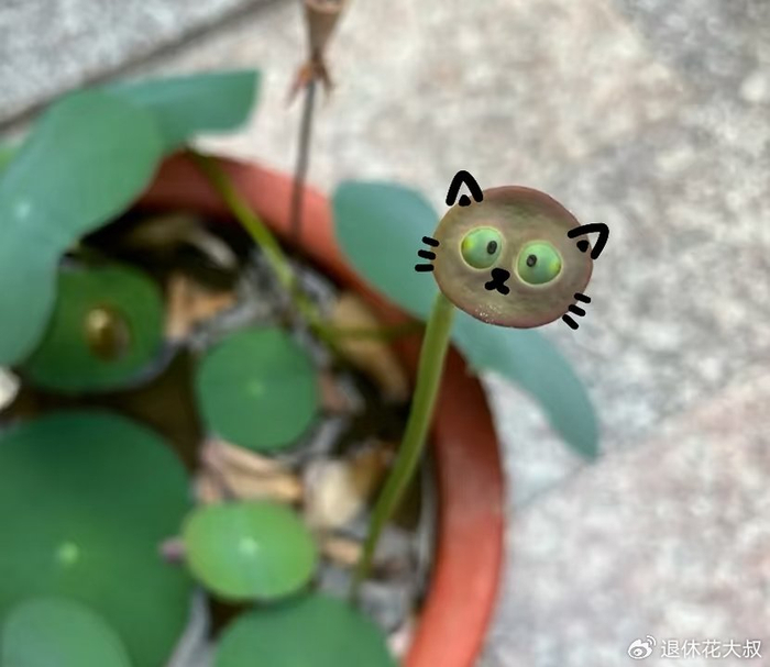 碗莲的无土种植方法