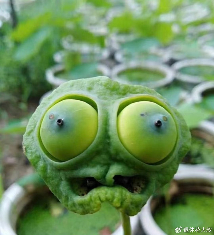 碗莲的无土种植方法