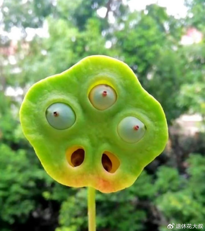 碗莲的无土种植方法