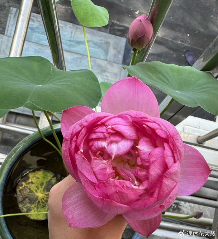 碗莲的无土种植方法