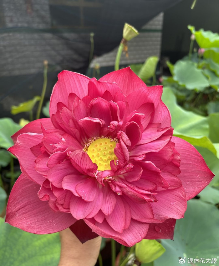 碗莲的无土种植方法