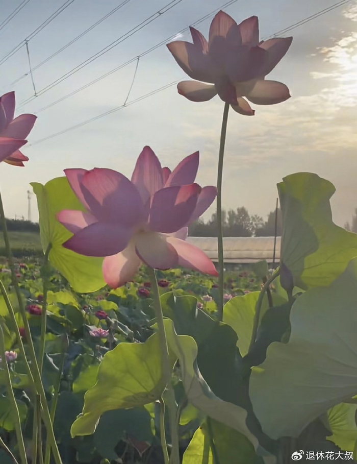 碗莲的无土种植方法
