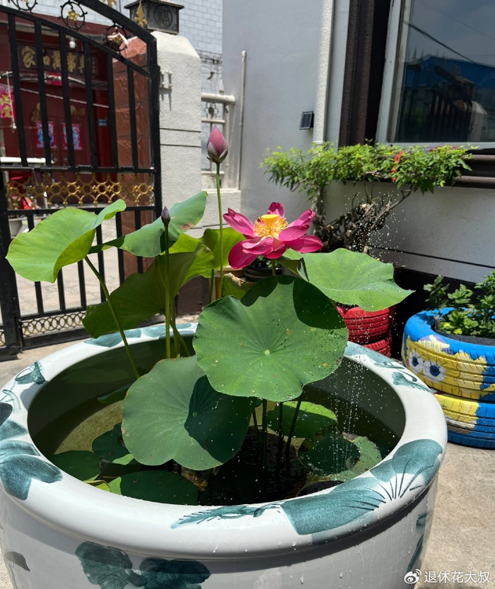 碗莲的无土种植方法