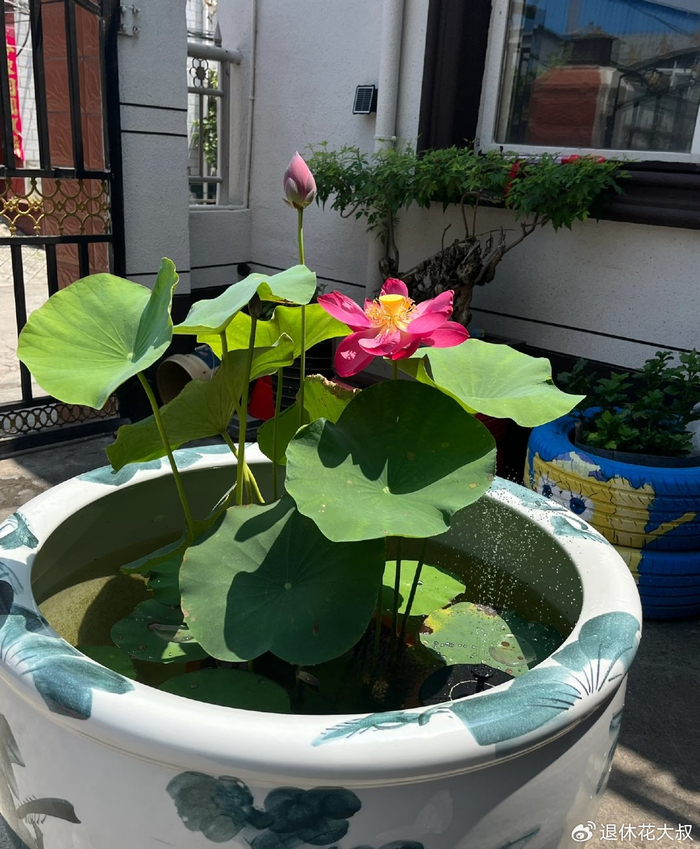 碗莲的无土种植方法