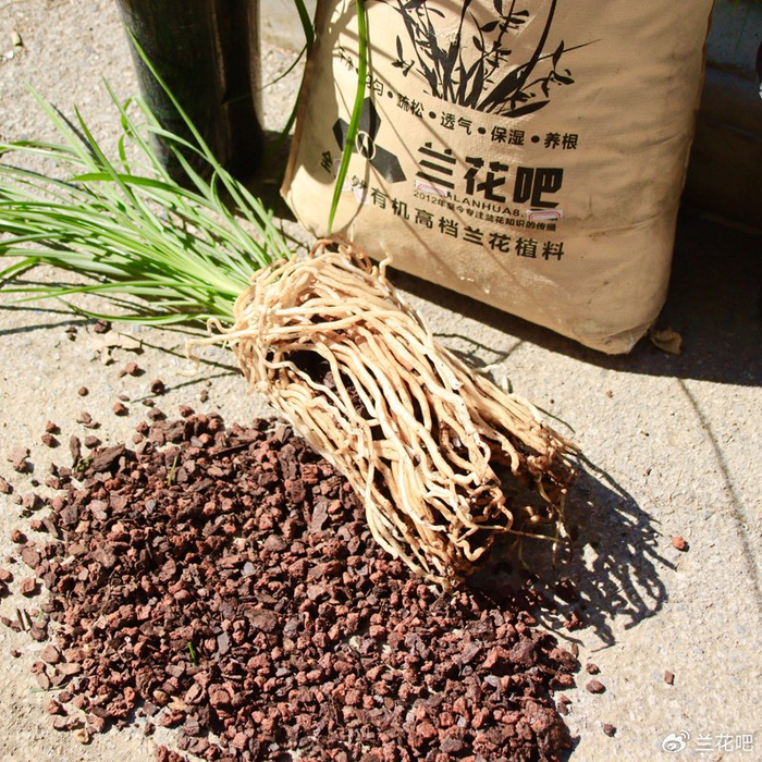 自兰花的种植方法