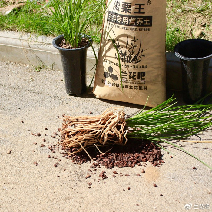 自兰花的种植方法