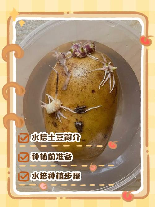 夏季马铃薯的种植技术