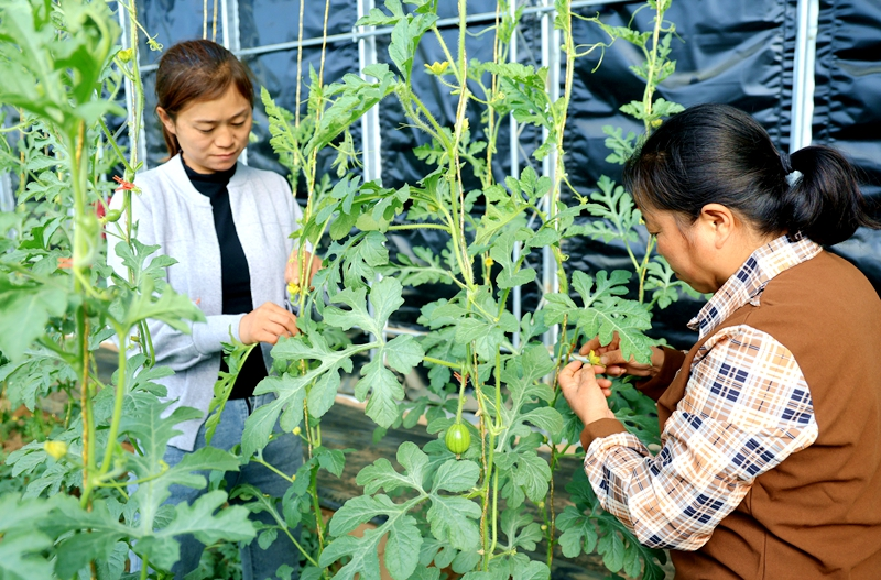 大棚西瓜种植技术视频