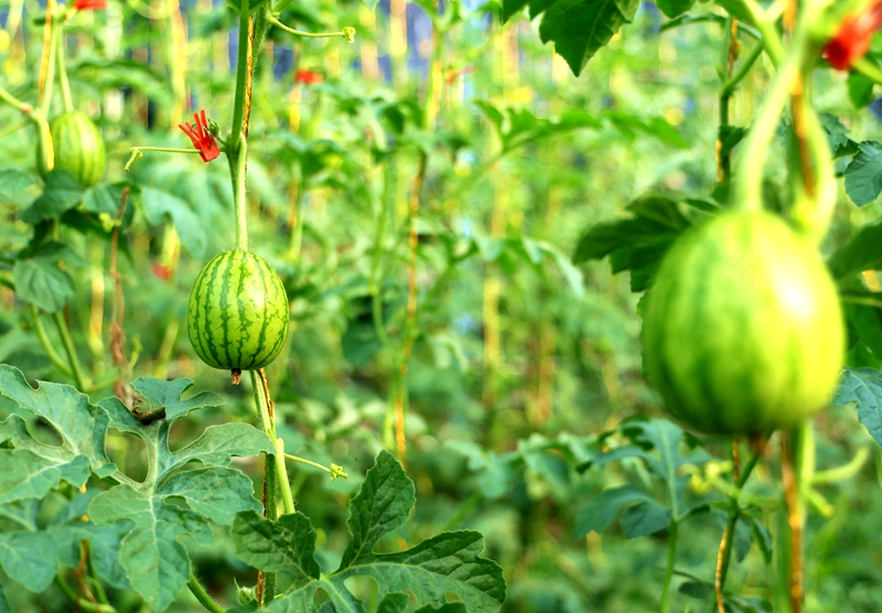 大棚西瓜种植技术视频