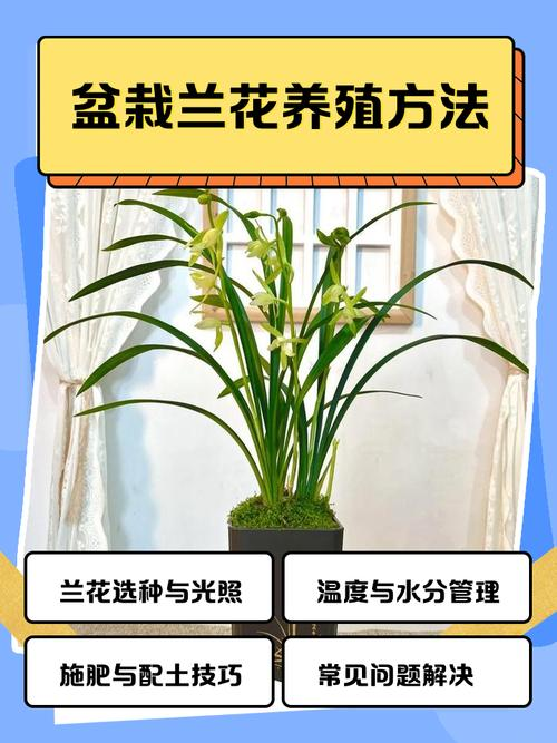自兰花的种植方法