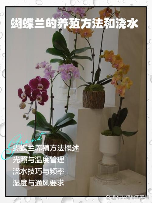 自兰花的种植方法