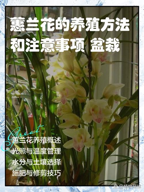 自兰花的种植方法