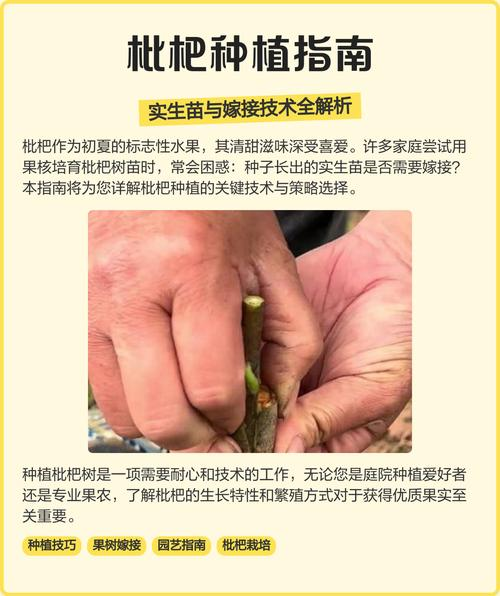 农广天地枇杷种植技术