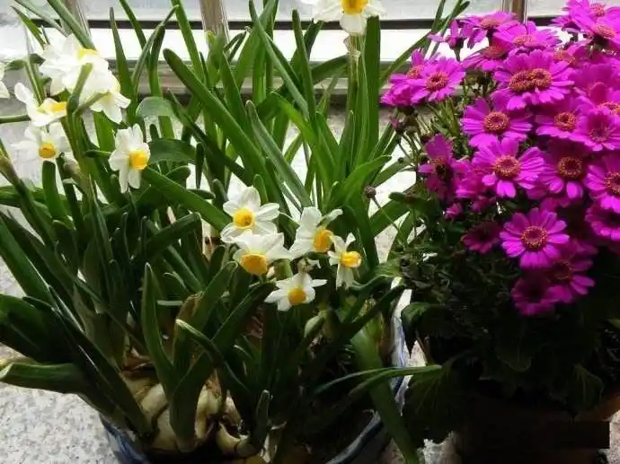 室内种植的植物