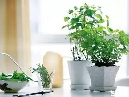 室内种植的植物