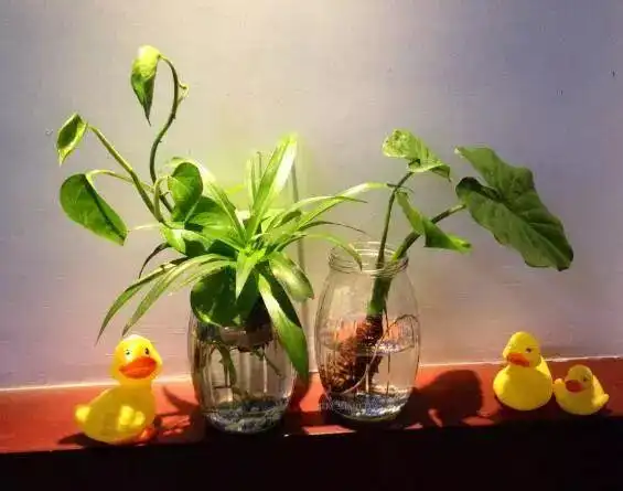 室内种植的植物