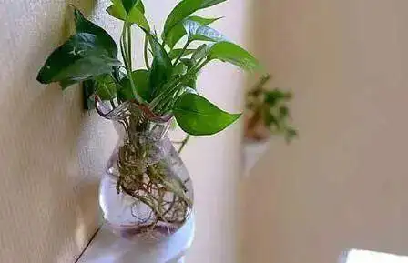 室内种植的植物