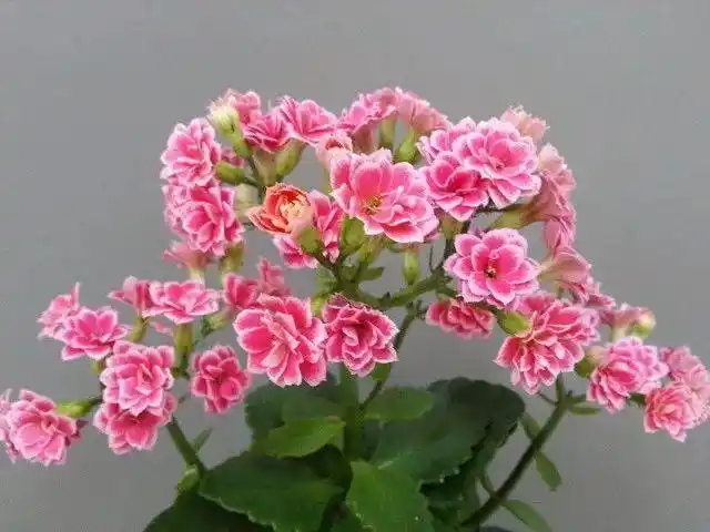 室内种植的植物