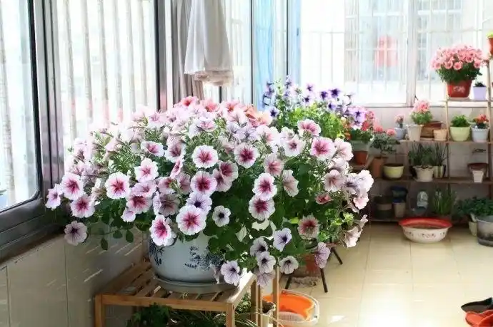 室内种植的植物