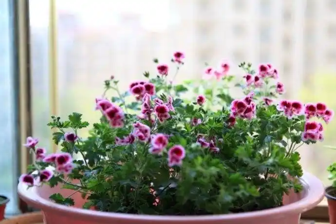 室内种植的植物