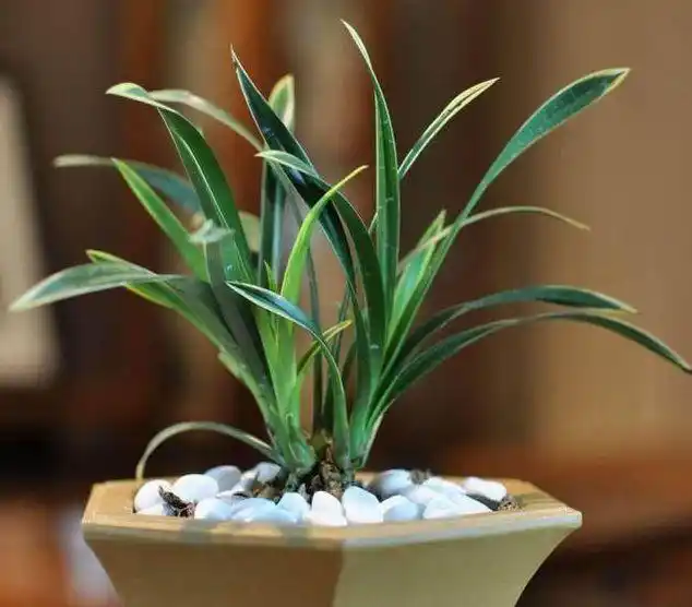 室内种植的植物