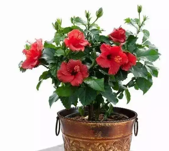 室内种植的植物