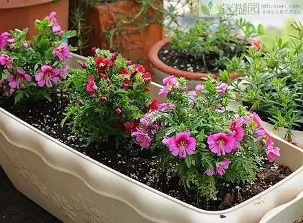 室内种植的植物