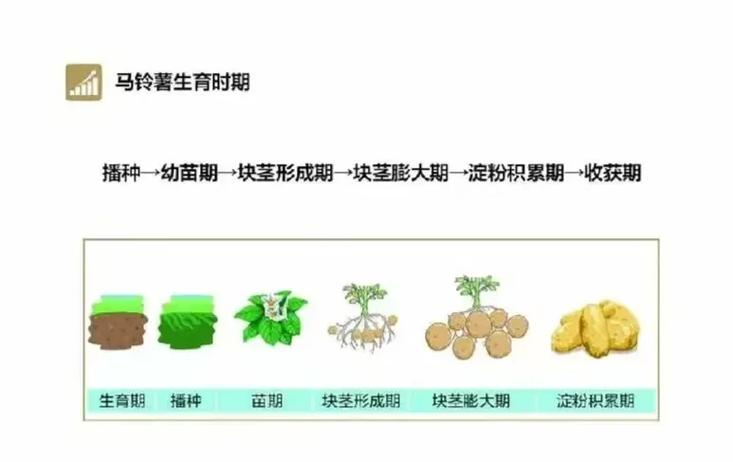 夏季马铃薯的种植技术