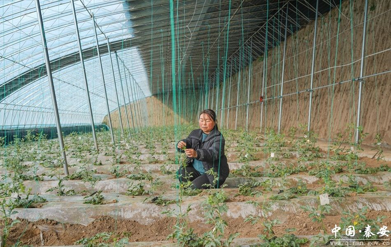 大棚西瓜种植技术视频