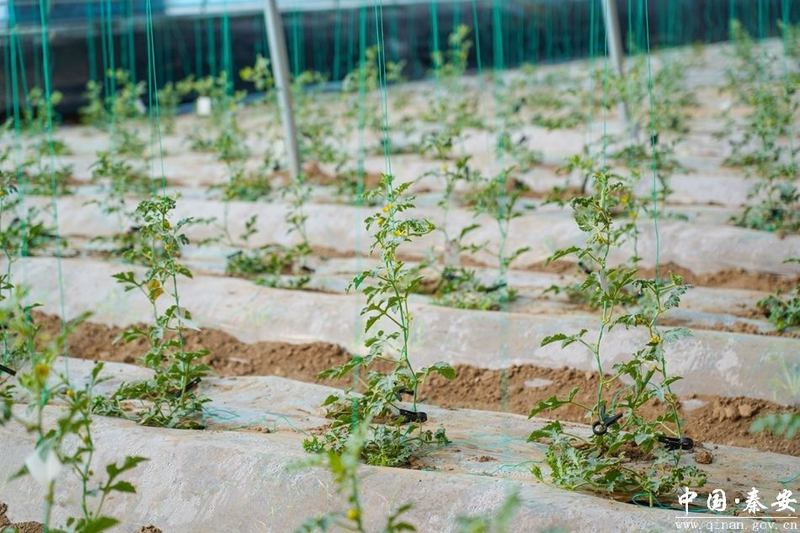 大棚西瓜种植技术视频