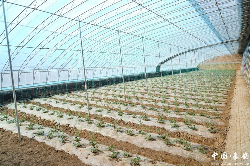 大棚西瓜种植技术视频