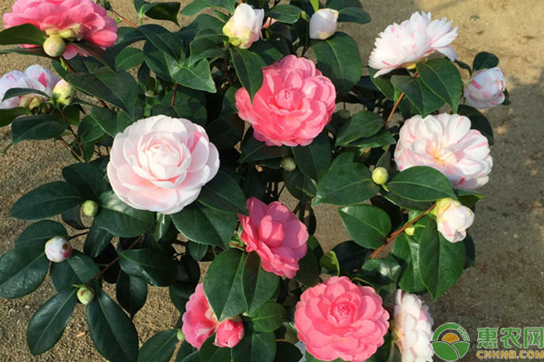 茶花的种植方法