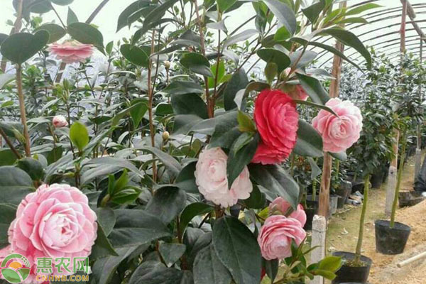 茶花的种植方法