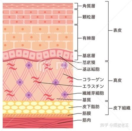 美容整形知识问答