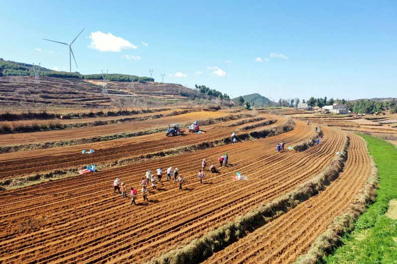 黑龙江马铃薯种植技术